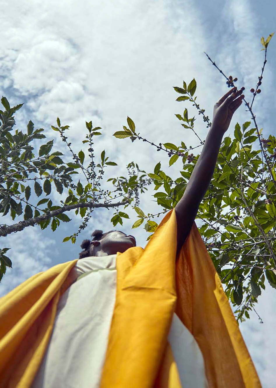 Images d'une femme qui tend un bras pour atteindre des graines de café