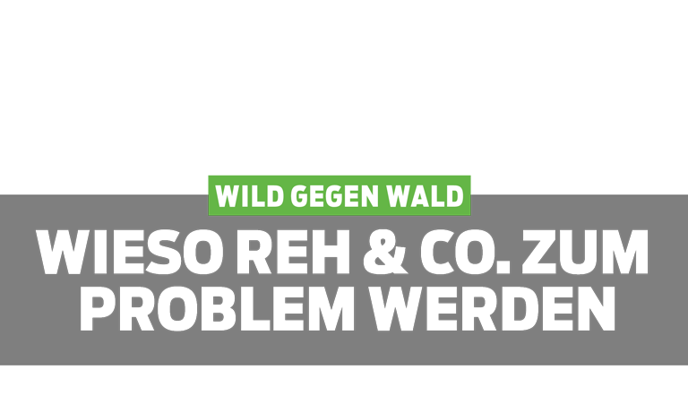 Wild gegen Wald – Wieso Reh und Co. zum Problem werden