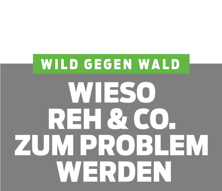 Wild gegen Wald – Wieso Reh und Co. zum Problem werden