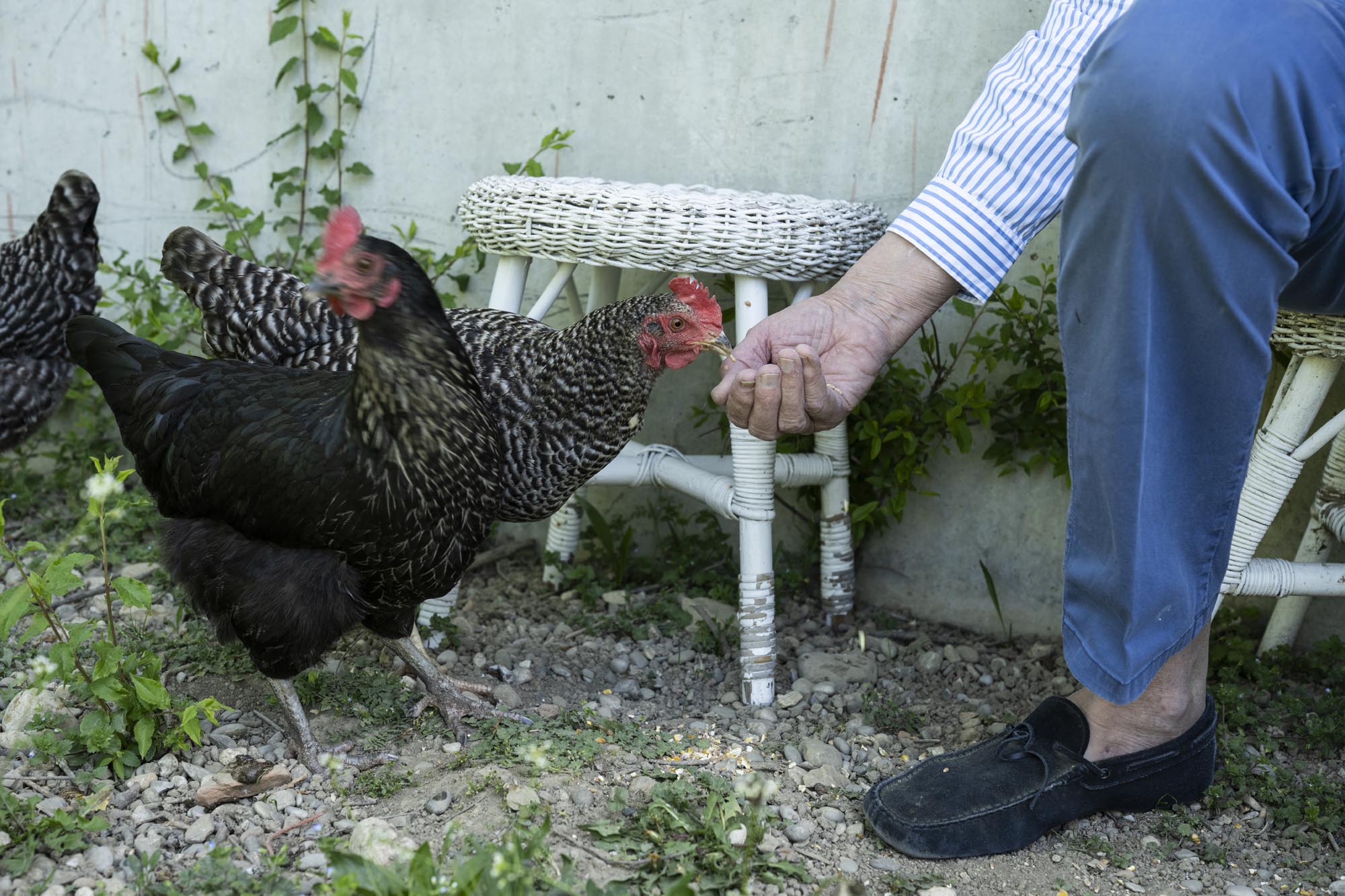 Bernhard dans son jardin à Soleure